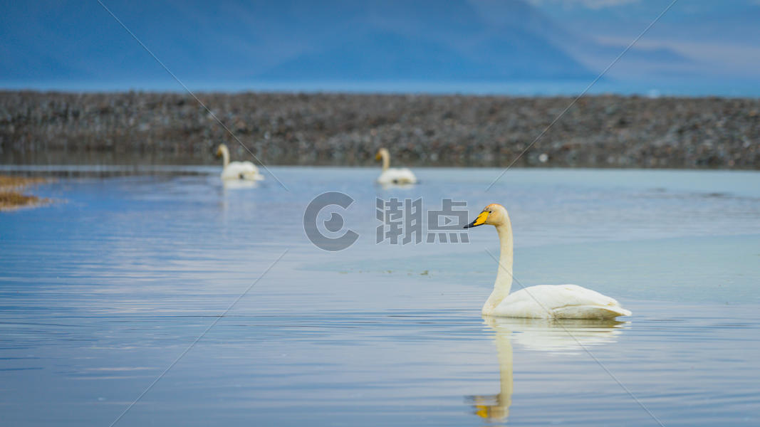 新疆赛里木湖天鹅图片素材免费下载