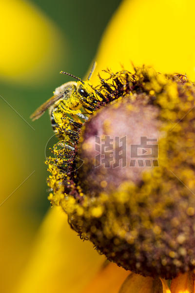 梦幻花蕊上的蜜蜂图片素材免费下载