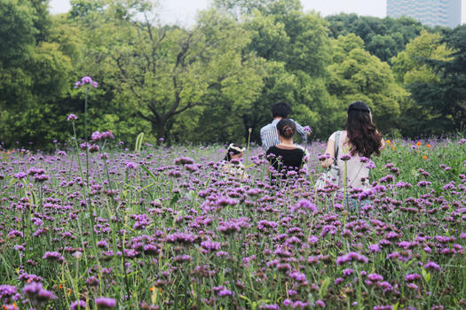 紫色花丛中图片素材免费下载