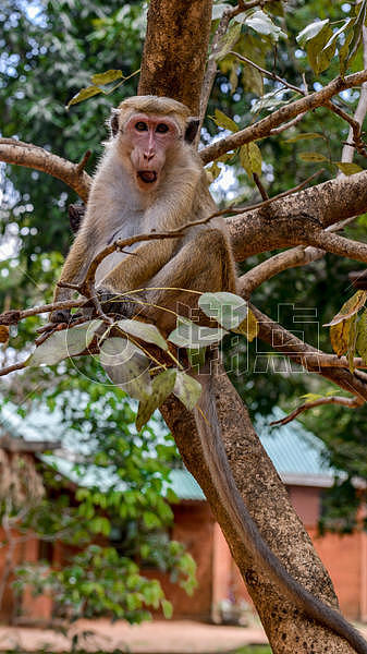 SAFARI国家公园的猴子图片素材免费下载