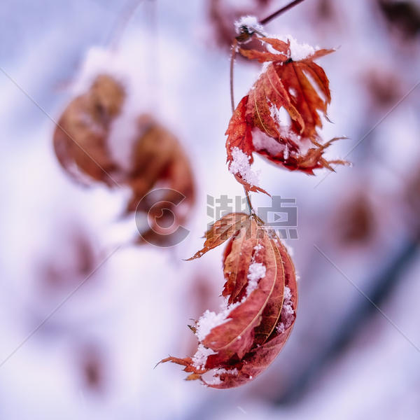 雪中的红叶 下雪 雪景图片素材免费下载
