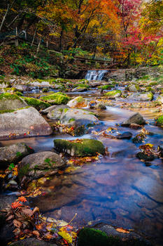 森林公园秋色红叶图片素材免费下载