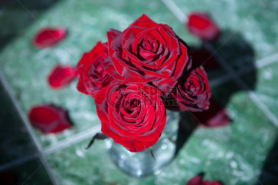 进口鄂尔多斯玫瑰花情人节用花图片素材免费下载