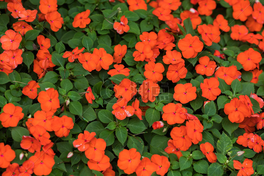 鲜红的花朵图片素材免费下载