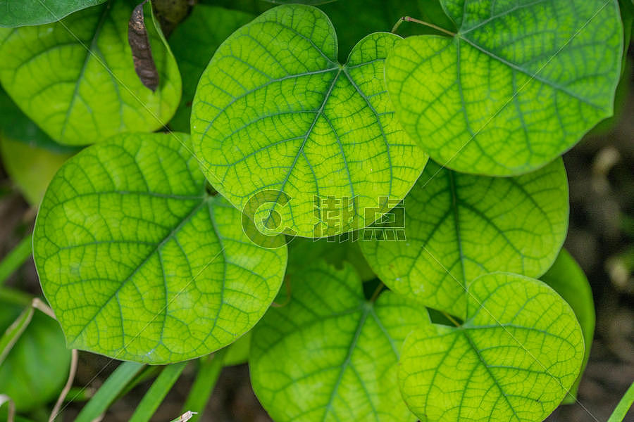 绿色植物的叶子图片素材免费下载