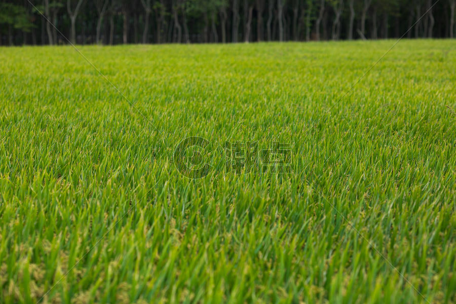 新农村的稻田图片素材免费下载