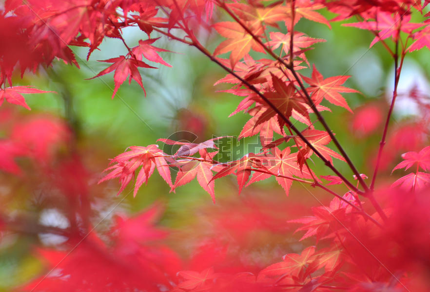 秋天的枫叶图片素材免费下载