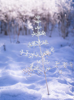 冬天美丽的雪景一棵小树图片素材免费下载