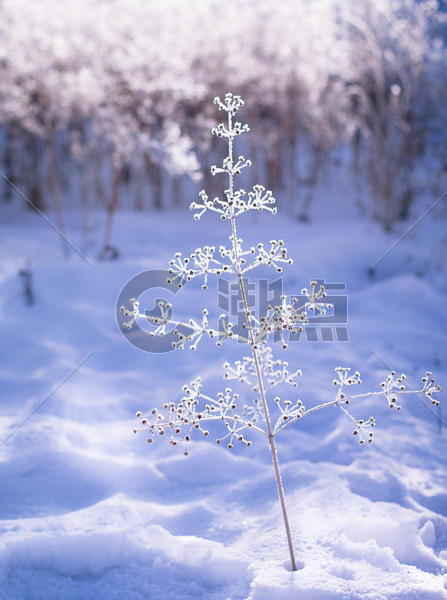 冬天美丽的雪景一棵小树图片素材免费下载