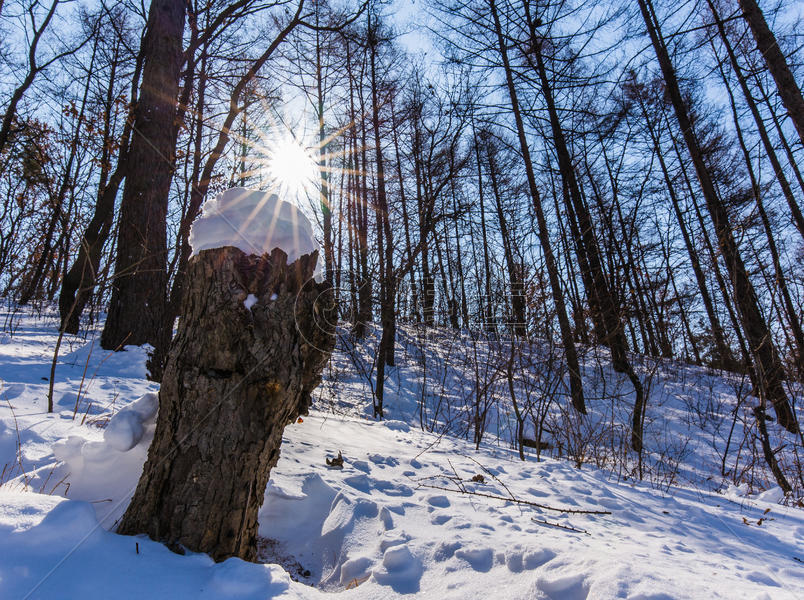 冬天浪漫的雪景下的森林图片素材免费下载