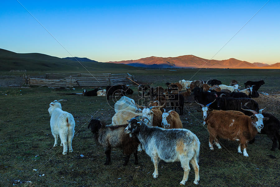 秋天草原上的羊群图片素材免费下载
