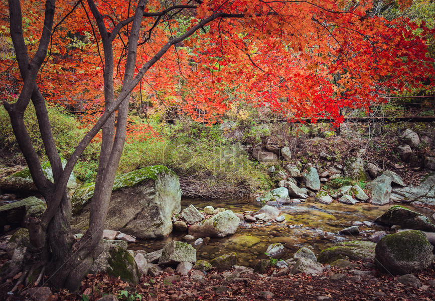 秋天美丽的红枫图片素材免费下载