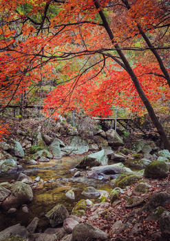 秋天美丽的红枫图片素材免费下载