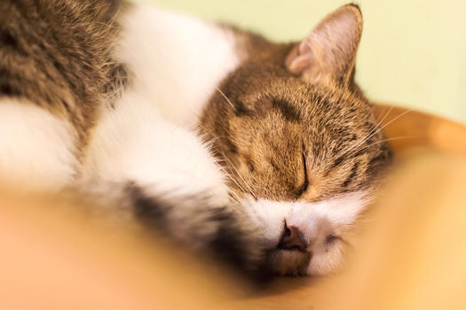 萌宠猫咪背景图片素材免费下载