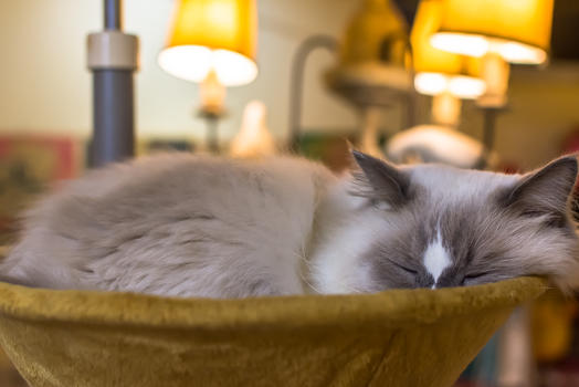 睡眠中的猫咪背景图片素材免费下载