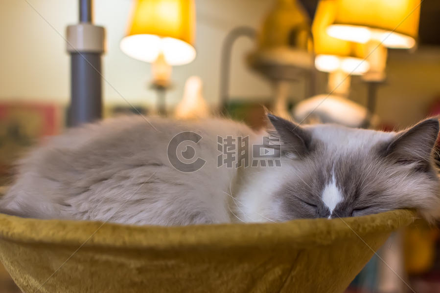 睡眠中的猫咪背景图片素材免费下载