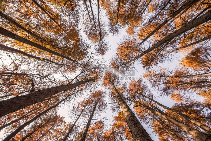 秋天的水杉树图片素材免费下载