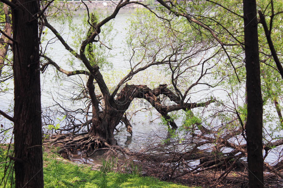 湖边折断的柳树图片素材免费下载
