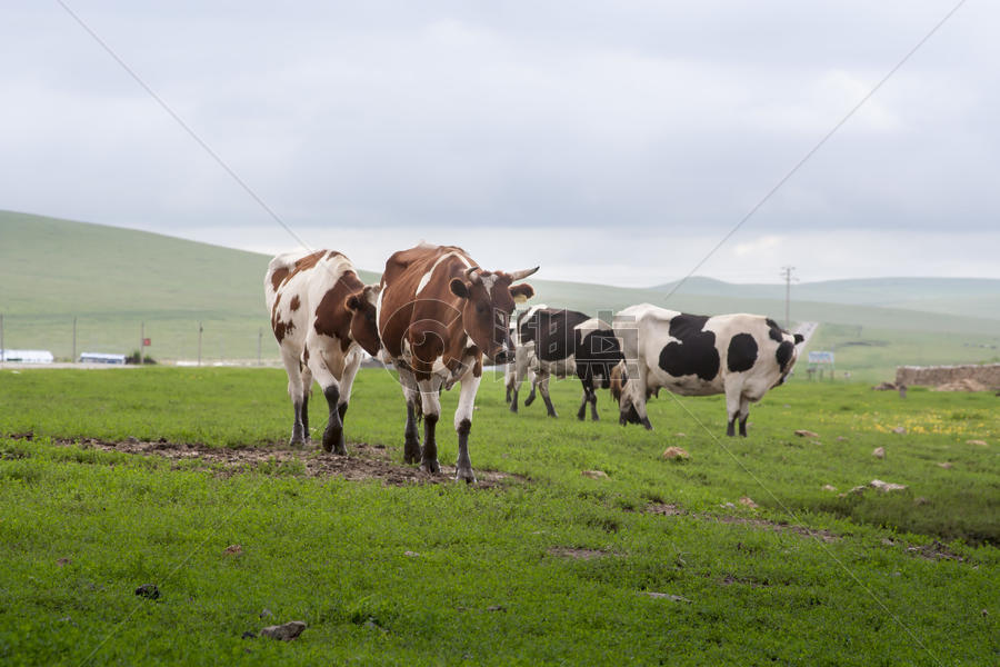 草原上的牛图片素材免费下载