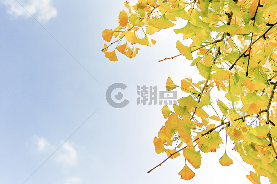 阳光下的银杏树图片素材免费下载