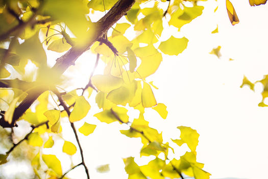 阳光下的银杏树图片素材免费下载