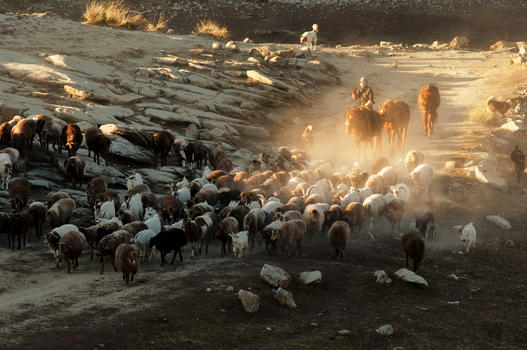 新疆阿勒泰牧业转场图片素材免费下载