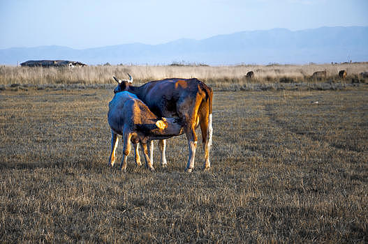 新疆库鲁斯台牧业草原图片素材免费下载