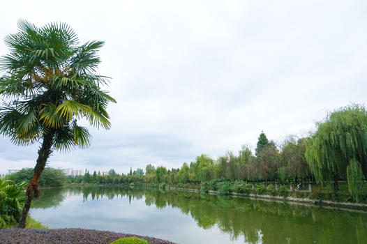 公园小湖风景柳树环绕图片素材免费下载