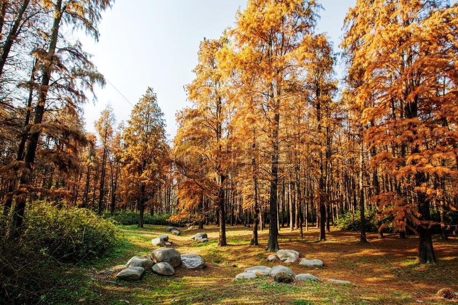 上海共青森林公园秋色图图片素材免费下载