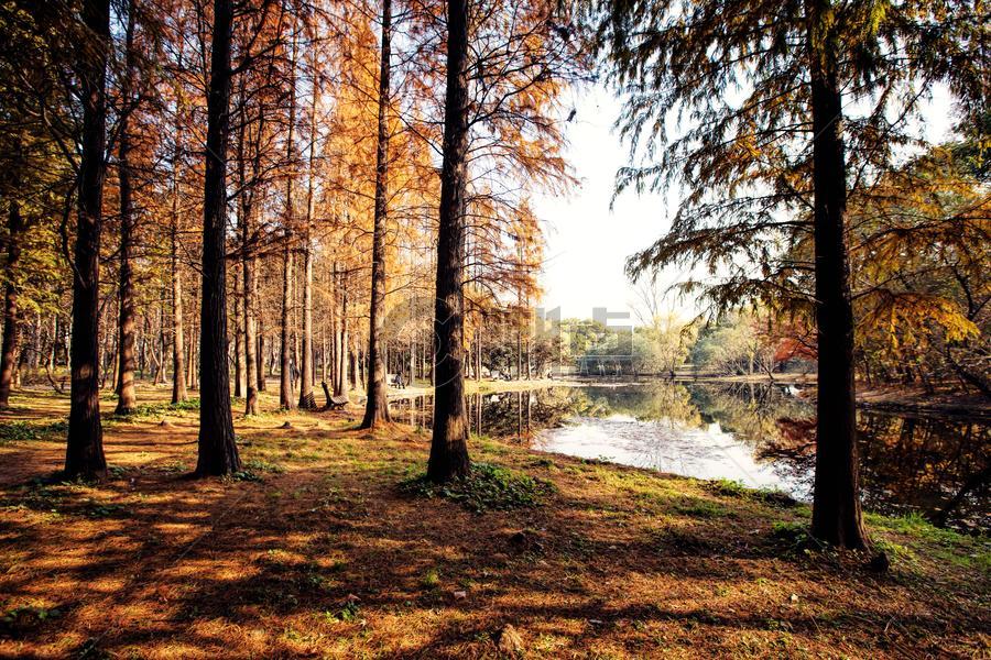 上海共青森林公园秋色图图片素材免费下载