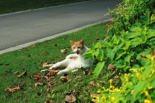 植物园里慵懒的猫咪图片素材免费下载