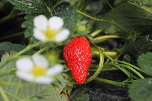 园里的草莓图片素材免费下载