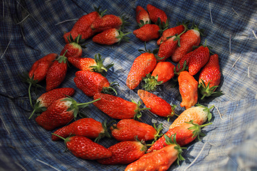 采摘的草莓图片素材免费下载