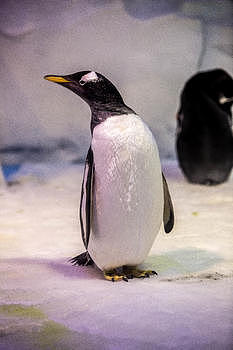 可爱企鹅图片素材免费下载