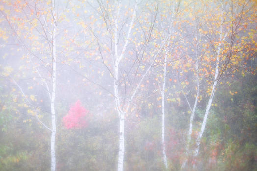 晨雾朦胧的白桦林图片素材免费下载