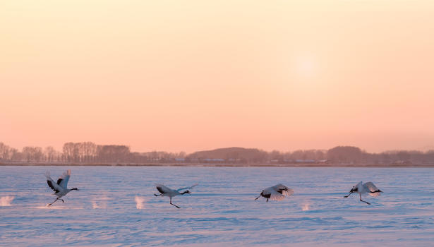 雪地上奔跑的丹顶鹤图片素材免费下载