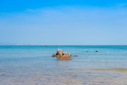 秋天青岛海边的礁石和海鸥图片素材免费下载