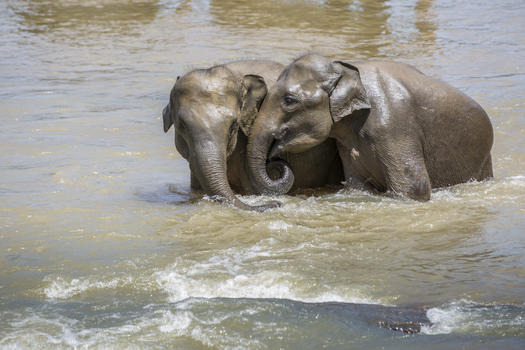 水中嬉戏的大象图片素材免费下载