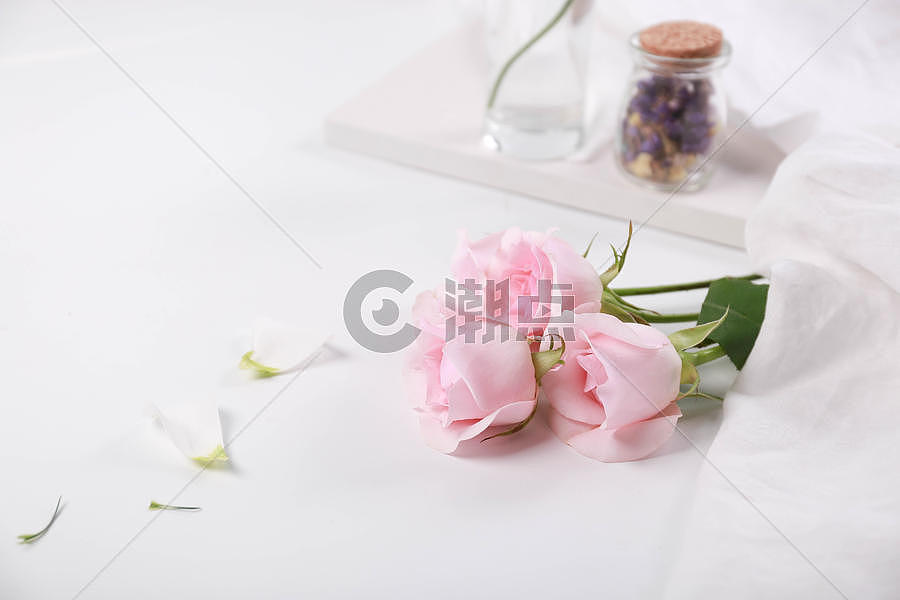 粉色玫瑰花素材图图片素材免费下载