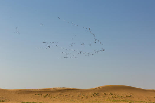 荒漠高空中的候鸟图片素材免费下载