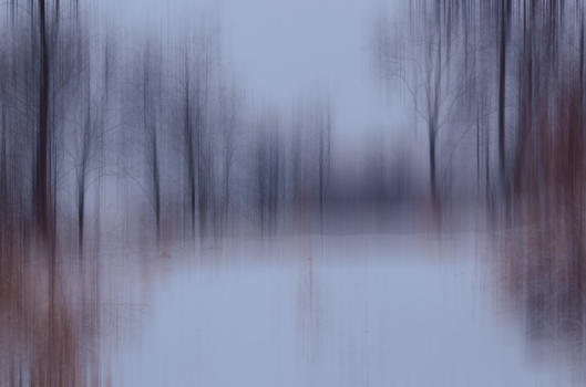 冬树图片素材免费下载