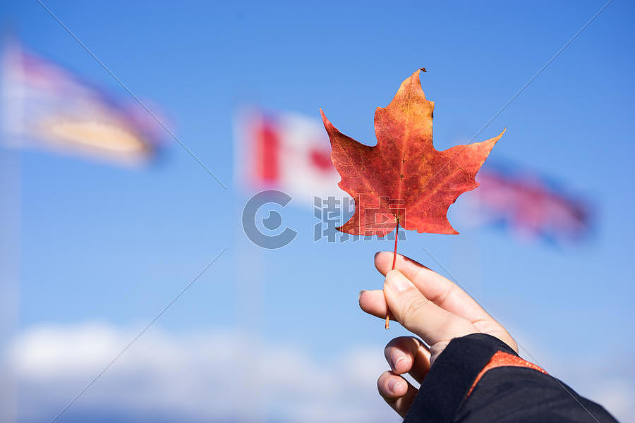 加拿大枫叶图片素材免费下载