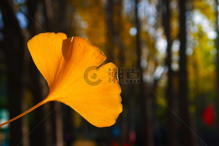 秋天金黄色银杏树叶特写图片素材免费下载