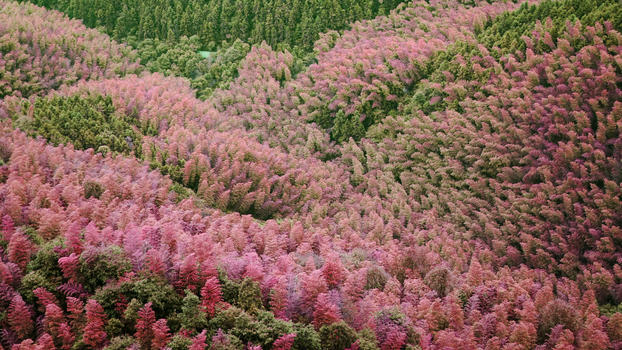 江郎山——世界唯一一处粉色竹林图片素材免费下载