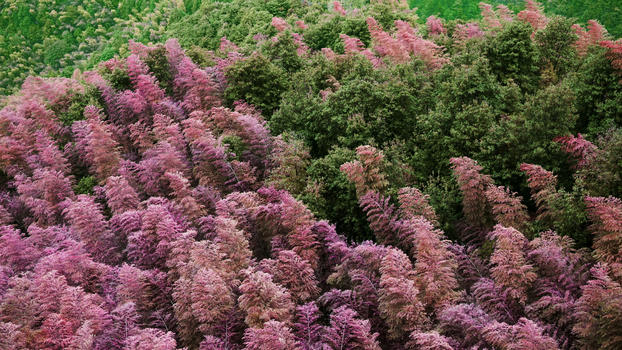 江郎山——世界唯一一处粉色竹林图片素材免费下载