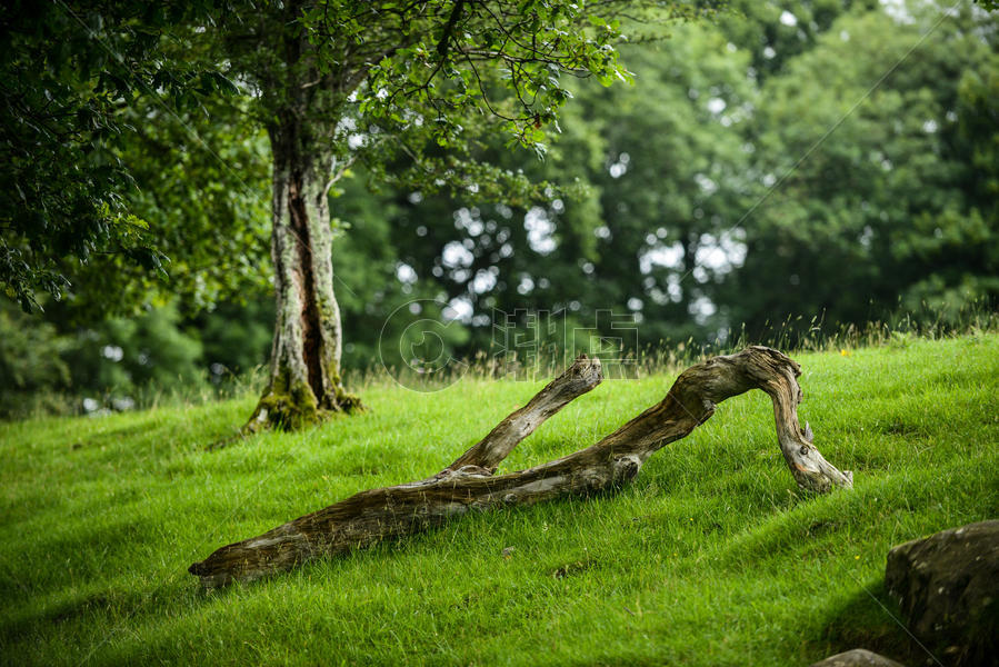 英格兰湖区草地上的枯树图片素材免费下载