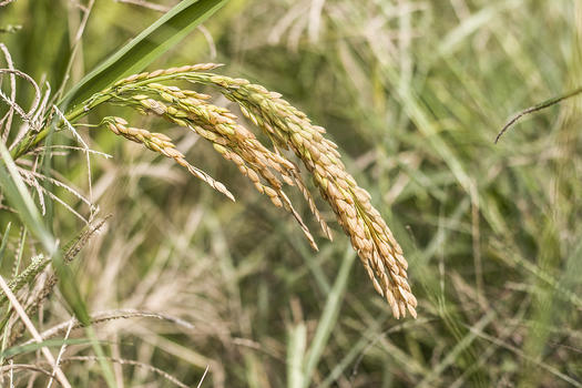 田园生活之水稻图片素材免费下载