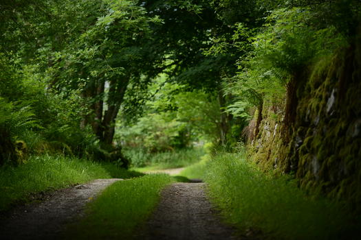 幽深的英格兰乡村林间道路图片素材免费下载