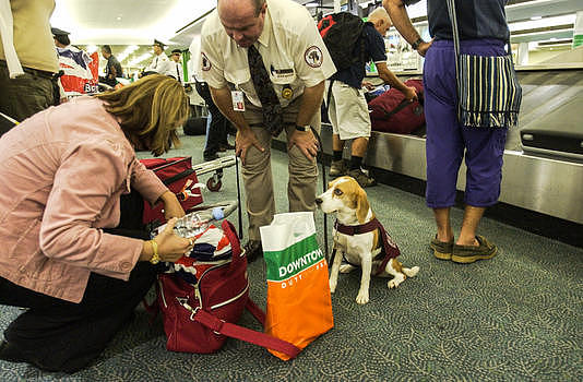 澳洲悉尼机场海关缉私犬检查旅客行李图片素材免费下载