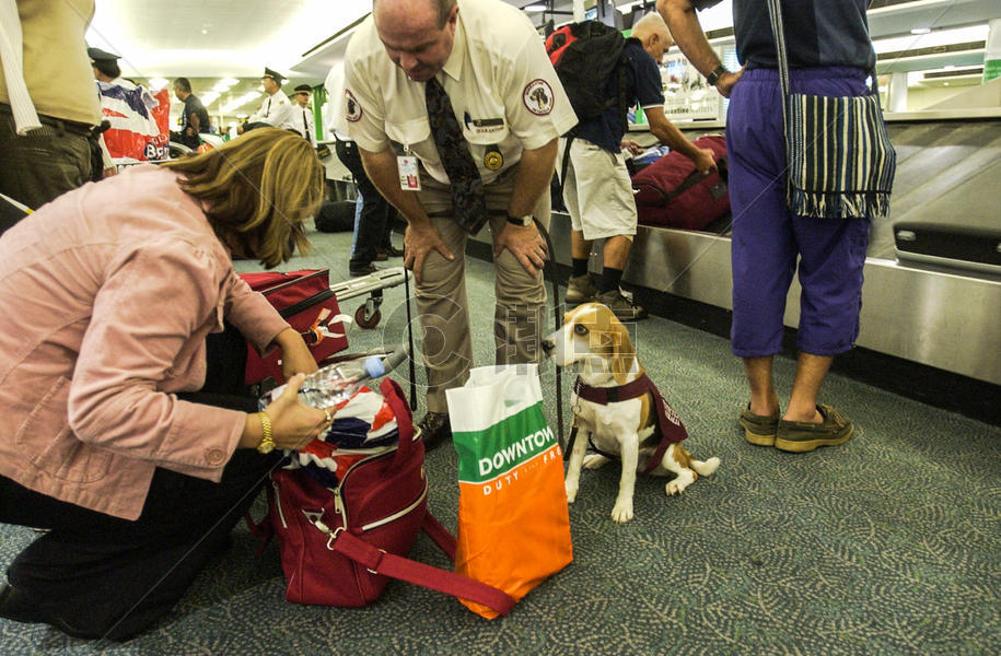 澳洲悉尼机场海关缉私犬检查旅客行李图片素材免费下载